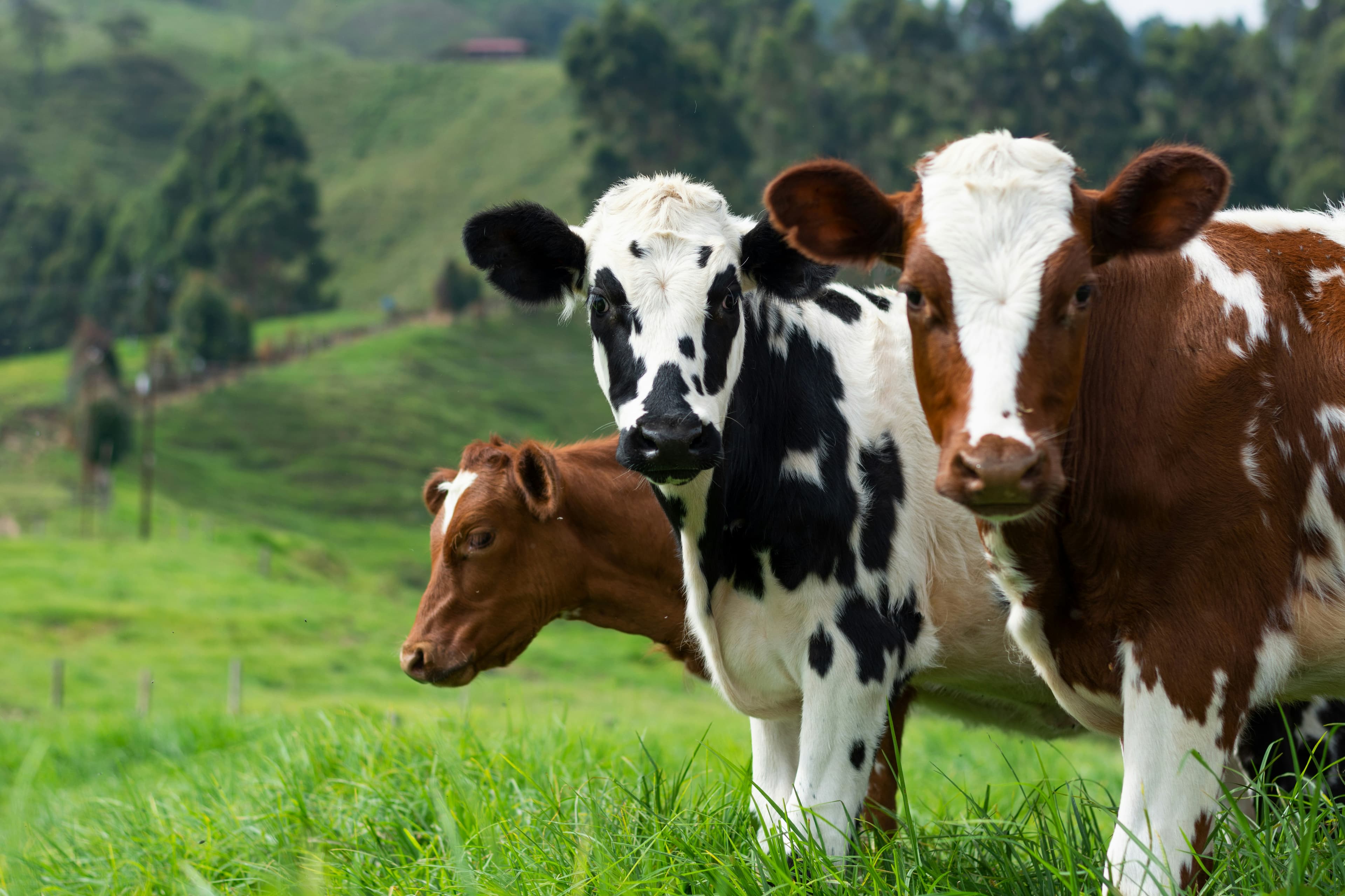 Meat Production Program